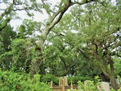 Beaufort Historic Site Old Burying Ground